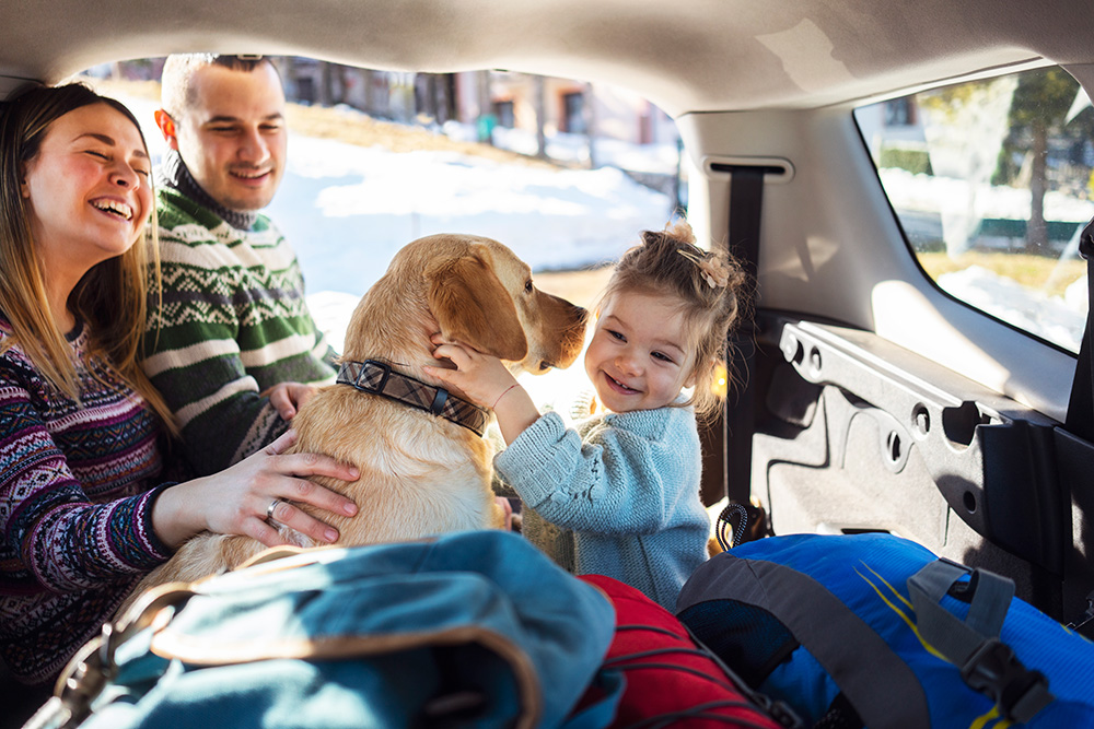 A young girl plays with a golden retriever in the hatchback of a car while mom and dad look on